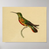 1830 Hummingbird Print Red Green (Voorkant)