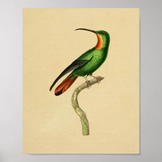 1830 Hummingbird Print Red Green (Voorkant)