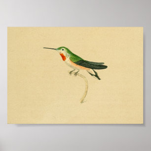  1830 Hummingbird Print Red Green