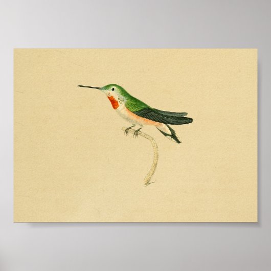 1830 Hummingbird Print Red Green (Voorkant)