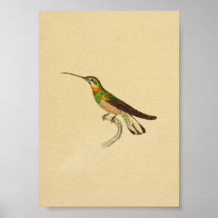 1830 Hummingbird Print Red Green