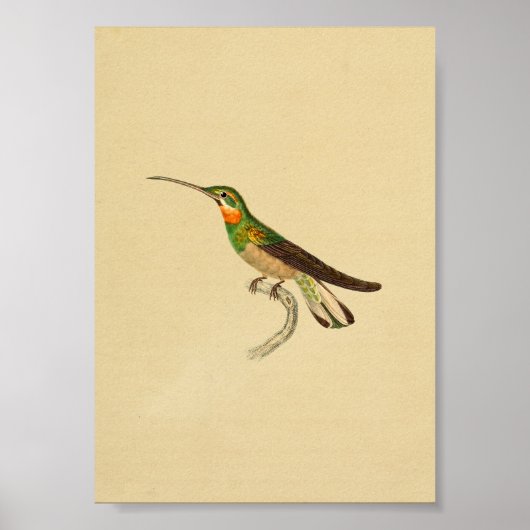 1830 Hummingbird Print Red Green (Voorkant)