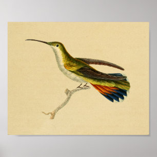  1830 Hummingbird Print Red Green