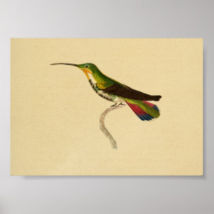 1830 Hummingbird Print Red Green