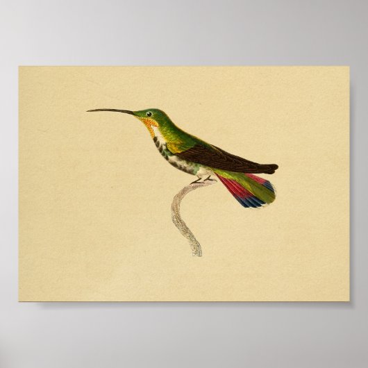  1830 Hummingbird Print Red Green (Voorkant)