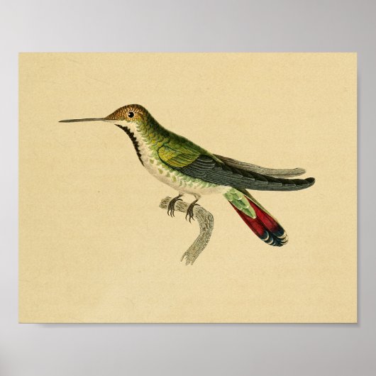  1830 Hummingbird Print Red Green (Voorkant)