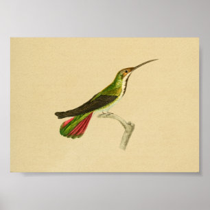 1830 Hummingbird Print Red Green