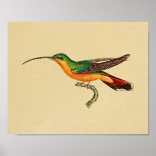 1830 Hummingbird Print Red Green