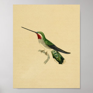  1830 Hummingbird Print Red Green