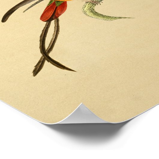  1830 Hummingbird Print Red Green (Hoek)