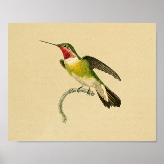 1830 Hummingbird Print Red Green (Voorkant)