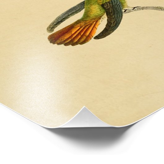  1830 Hummingbird Print Red Green Foto Afdruk (Hoek)