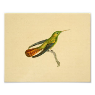  1830 Hummingbird Print Red Green Foto Afdruk