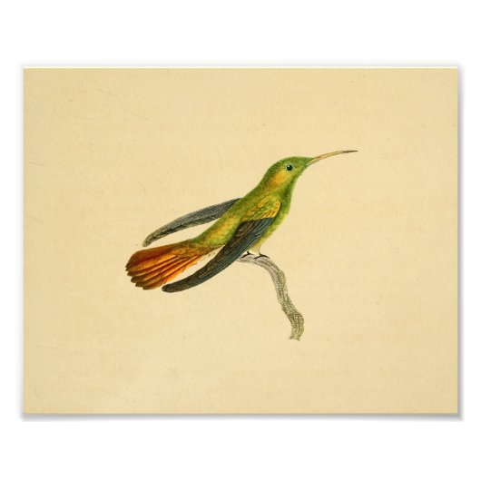 1830 Hummingbird Print Red Green Foto Afdruk (Voorkant)