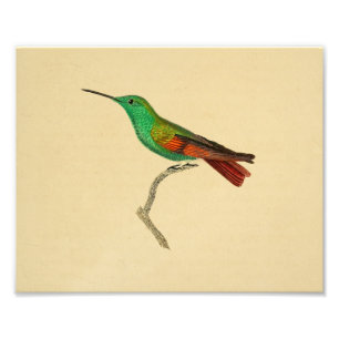 1830 Hummingbird Print Red Green Foto Afdruk