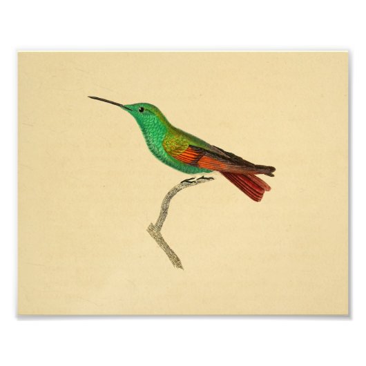 1830 Hummingbird Print Red Green Foto Afdruk (Voorkant)