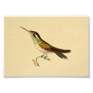  1830 Hummingbird Print Red Green Foto Afdruk