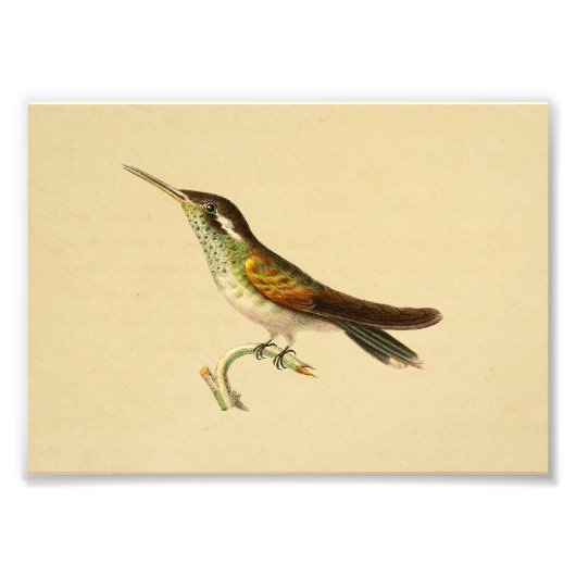  1830 Hummingbird Print Red Green Foto Afdruk (Voorkant)