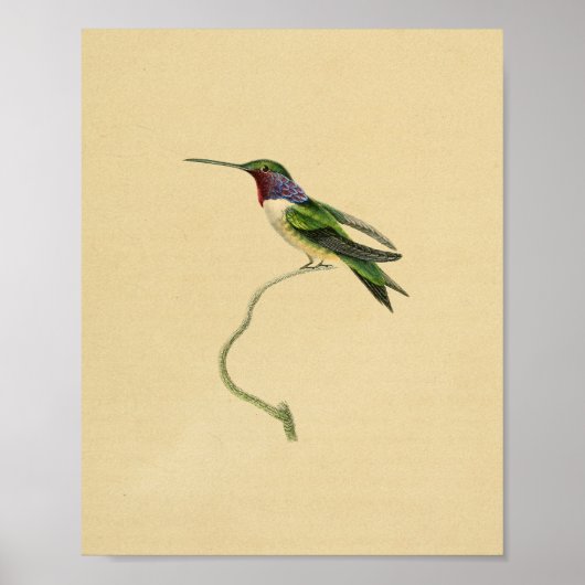  1830 Hummingbird Print Red Paars (Voorkant)
