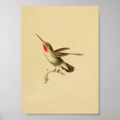 1830 Hummingbird Print Red Throated (Voorkant)