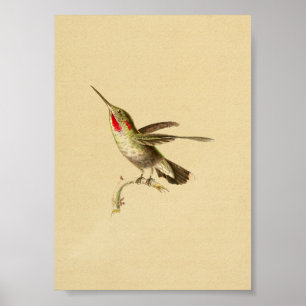 1830 Hummingbird Print Red Throated