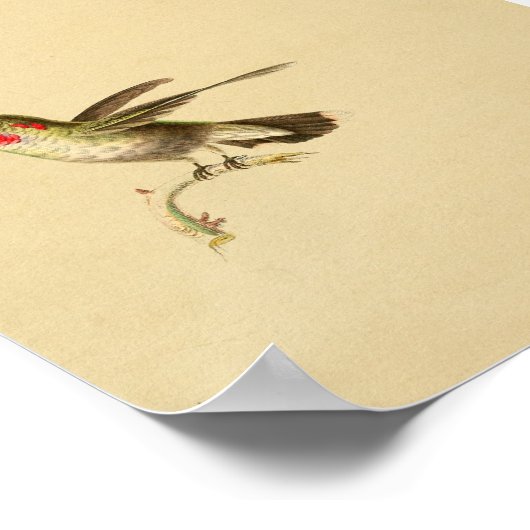 1830 Hummingbird Print Red Throated (Hoek)