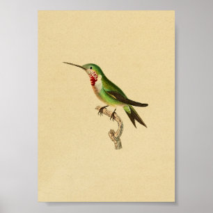 1830 Hummingbird Print Ruby Throated