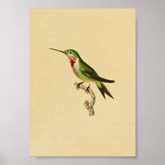  1830 Hummingbird Print Ruby Throated (Voorkant)