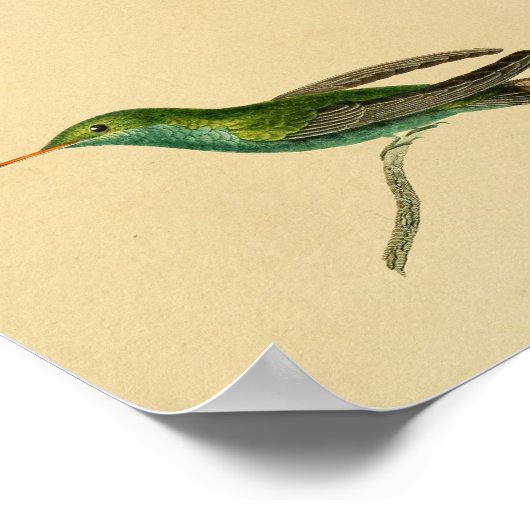 1830 Hummingbird Print Turquoise (Hoek)