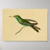 1830 Hummingbird Print Turquoise (Voorkant)