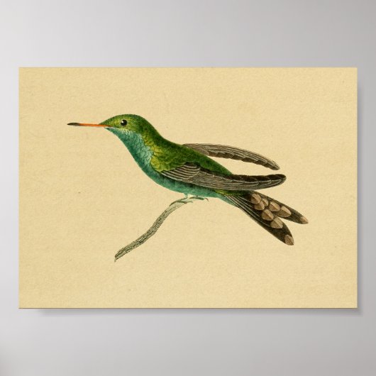 1830 Hummingbird Print Turquoise (Voorkant)