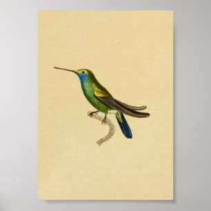  1830 Hummingbird Print Yellow Blue