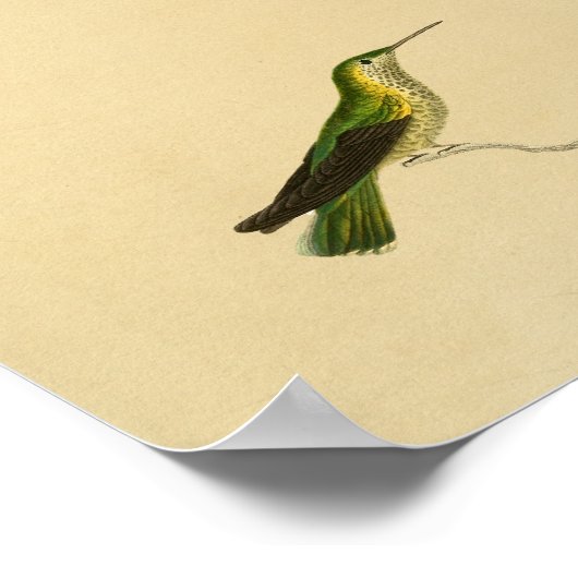  1830 Hummingbird Print Yellow Green (Hoek)