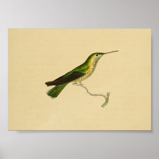  1830 Hummingbird Print Yellow Green (Voorkant)