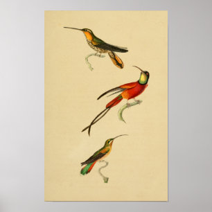  1830 Hummingvogels afdrukken rood groen Poster