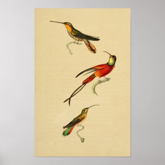 1830 Hummingvogels afdrukken rood groen Poster (Voorkant)
