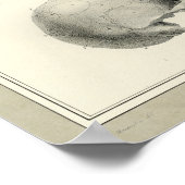  1831 Anatomie menselijke schedel Afdrukken Poster (Hoek)