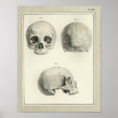  1831 Anatomie menselijke schedel Afdrukken Poster (Voorkant)