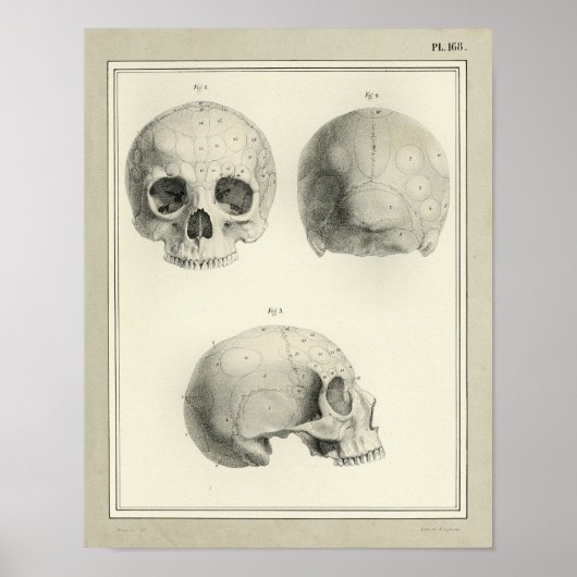  1831 Anatomie menselijke schedel Afdrukken Poster (Voorkant)