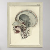  1831 Anatomie schedelrug Poster (Voorkant)