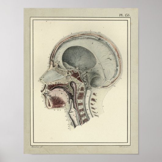 1831 Anatomie schedelrug Poster (Voorkant)