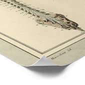  1831 Anatomie van het braindrain van het Spinnets Poster (Hoek)