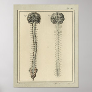 1831 Anatomie van het braindrain van het Spinnets Poster
