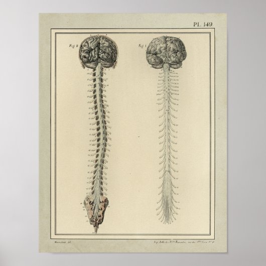  1831 Anatomie van het braindrain van het Spinnets Poster (Voorkant)