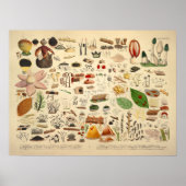  1831 champignonvariëteit Groene Gele Druk Poster (Voorkant)