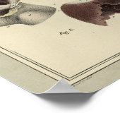 1831 Diafragma Spieranatomie Afdrukken Poster (Hoek)