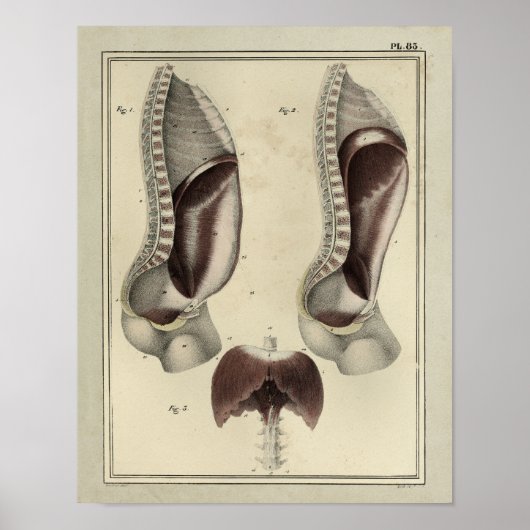 1831 Diafragma Spieranatomie Afdrukken Poster (Voorkant)