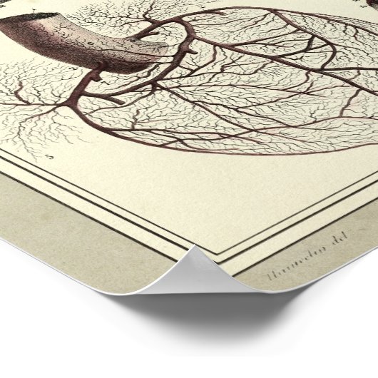 1831 Hart Arteries Anatomy Print (Hoek)