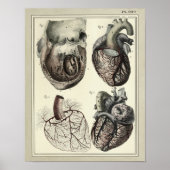 1831 Hart Arteries Anatomy Print (Voorkant)