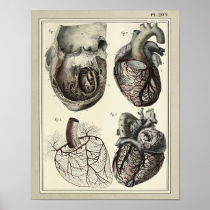  1831 Hart Arteries Anatomy Print